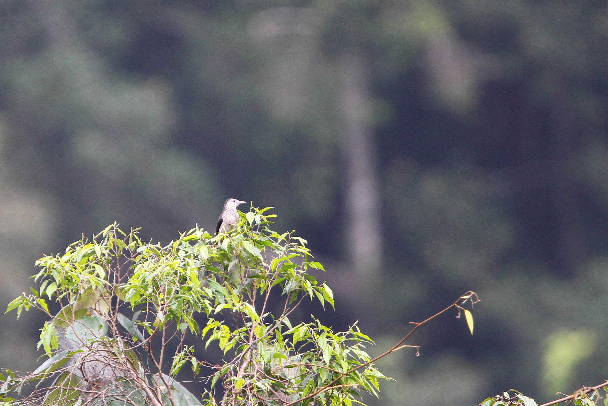 White-faced Starling (Sturnornis albofrontatus), photo 10
