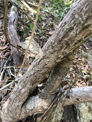Cordyline petiolaris