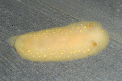 Cadlina modesta