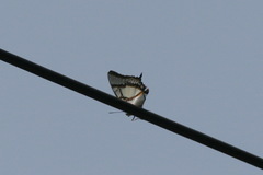 Polyura eudamippus formosana