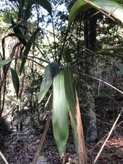 Cordyline petiolaris