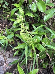 Habenaria novemfida