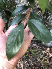 Cryptocarya triplinervis pubens