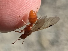 Manica