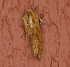 Ponometia exigua