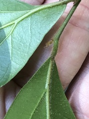 Cryptocarya triplinervis pubens