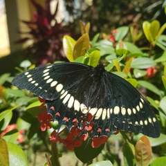 Papilio scamander