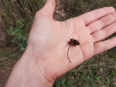 Andricus grossulariae