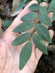 Derris involuta