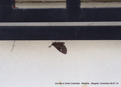Sangalopsis microleuca