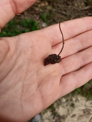 Andricus grossulariae