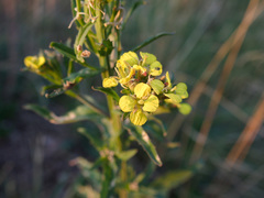 Erysimum odoratum