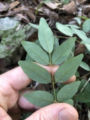 Derris involuta