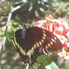 Papilio scamander