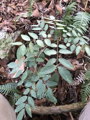 Derris involuta