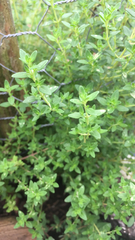 Thymus × citriodorus