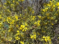 Senna artemisioides coriacea