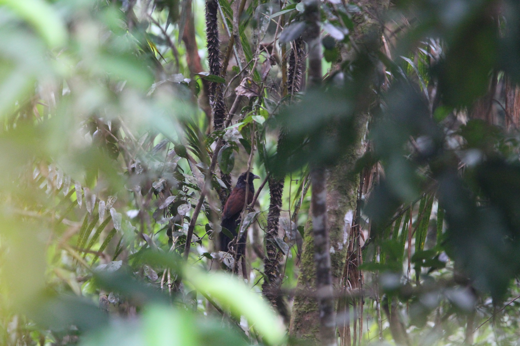 Green-billed Coucal (Centropus chlororhynchos), photo 10