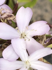 Saponaria officinalis