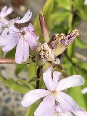 Saponaria officinalis