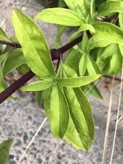 Saponaria officinalis