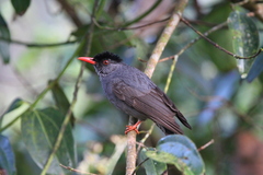 Hypsipetes ganeesa