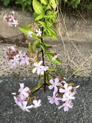 Saponaria officinalis