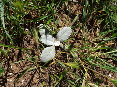 Onopordum acaulon