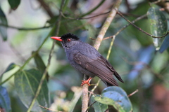Hypsipetes ganeesa