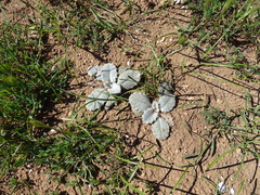 Onopordum acaulon