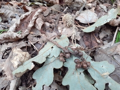 Andricus grossulariae