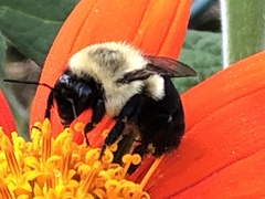 Bombus impatiens