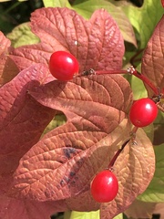Viburnum opulus