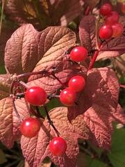 Viburnum opulus