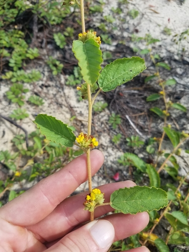 Image of Waltheria bahamensis by (c) Scott Ward, some rights reserved (CC BY)
