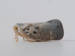Metcalfa pruinosa