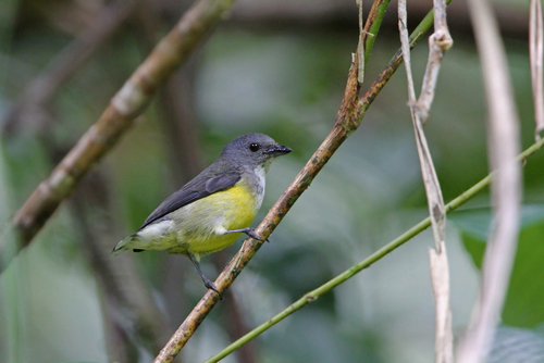 Legge's Flowerpecker (Pachyglossa vincens), photo 8