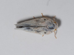 Metcalfa pruinosa