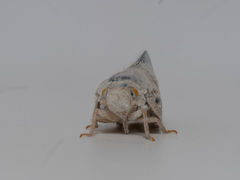 Metcalfa pruinosa