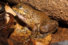 Mantidactylus grandidieri