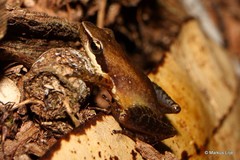 Blommersia grandisonae