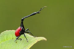 Trachelophorus giraffa