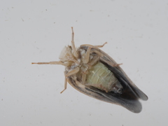 Metcalfa pruinosa