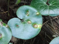 Puccinia asarina