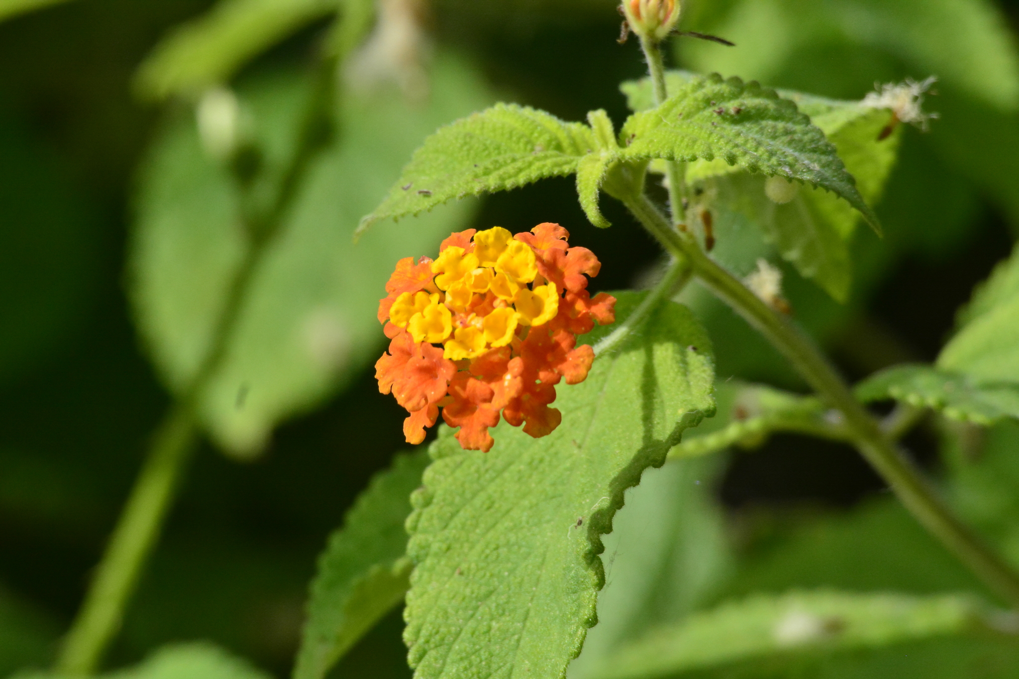 Lantana camara