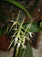 Epidendrum ciliare