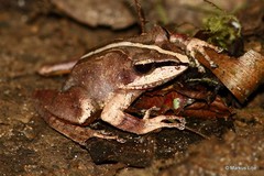 Gephyromantis plicifer