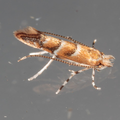 Lithocolletinae