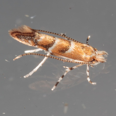 Lithocolletinae