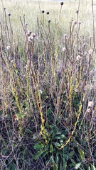 Globularia bisnagarica